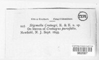 Stemphylium crataegi image